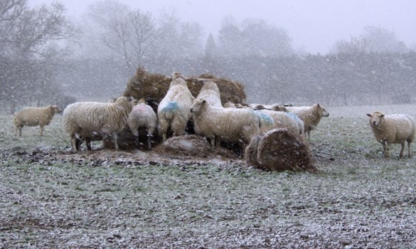 Sheep eating from hay bales outside in the snow